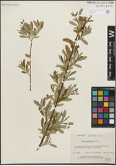 Foto von Salix lasiolepis Benth.
